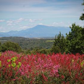 BUIS LES BARONNIES