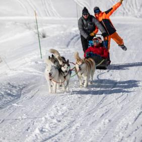 sfl-chiens-de-traineaux