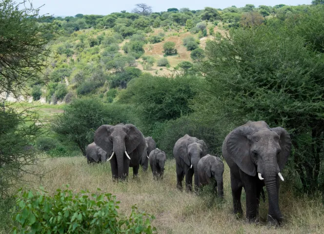 Tanzanie