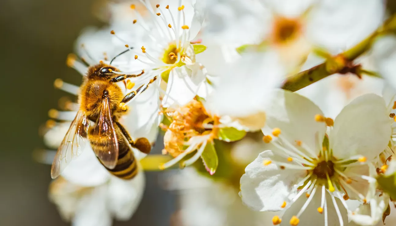 ATC Routes du Monde x Un Toit pour les Abeilles