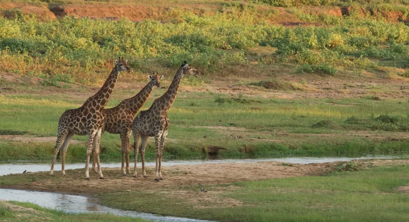 Girafes dans un parc national sud-africain