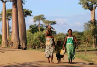 L'allée des baobabs