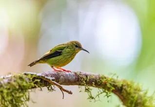 Guit-guit à pattes rouges dans son espace naturel au Costa Rica