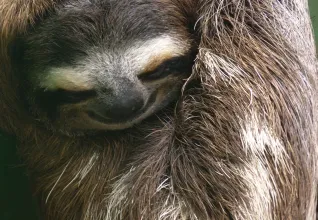 Paresseux à gorge brune dans son espace naturel au Costa Rica