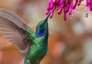 Colibri dans son espace naturel au Costa Rica