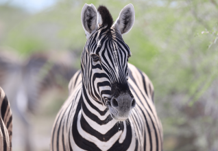 Parc national d'Etosha