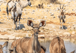 Parc national d'Etosha