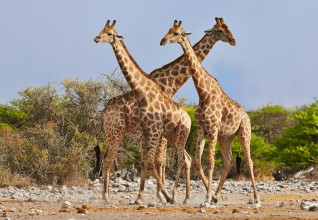 Parc national d'Etosha