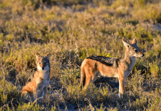 Parc national d'Etosha