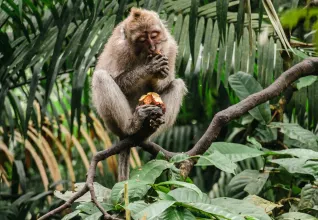 Macaque crabier sur l'île de Bali