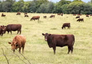 LA PAMPA