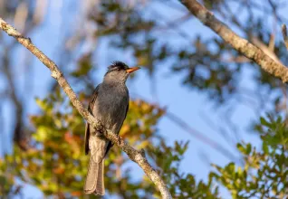 Bulbul malgache dans le Parc National de Ranomafana