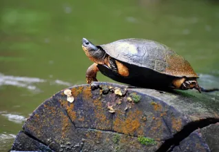 Tortue dans le parc naturel de Tortuguero