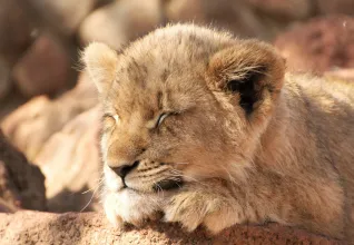 Lionceau dans un parc national sud-africain