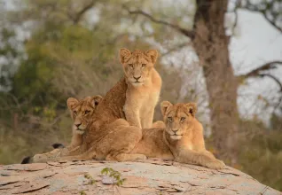 Famille de lion dans un parc national sud-africain