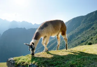 Lama dans le sanctuaire historique du Machu Picchu