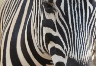 Zèbre dans un parc national sud-africain