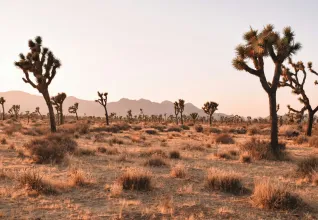 Parc national de Joshua Tree