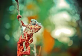 Caméléon panthère sur une branche