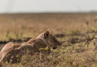 Lion dans un parc national sud-africain