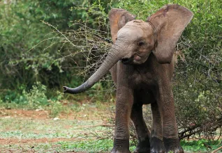 Éléphant dans un parc national sud-africain