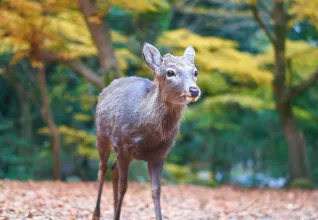 Parc de Nara