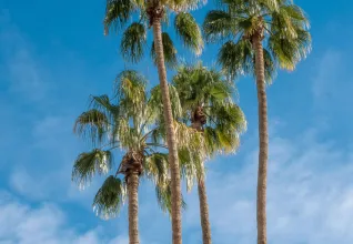 Palmiers de Los Angeles