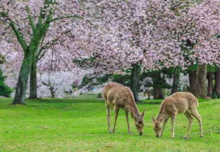 séjour organisé japon