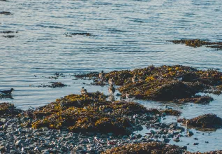 Algues sur le bord de mer (Crédit photo : Aymeric Picot)