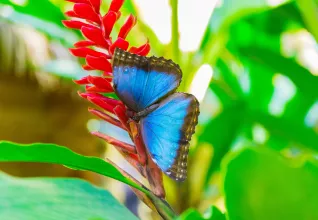 Papillon morpho bleu 