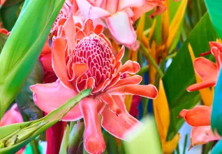 Une plante herbacée que l'on retrouve à la Réunion