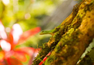 Anolis garmani sur une branche en Martinique