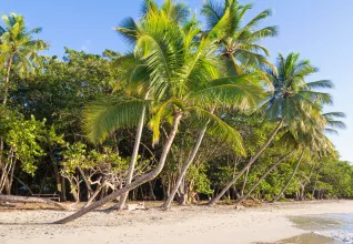 Plage paradisiaque avec des palmiers en Martinique