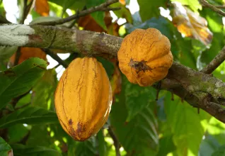 Trinitario : une variété de cacao