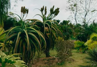 Décor naturel sur l'île de la Réunion