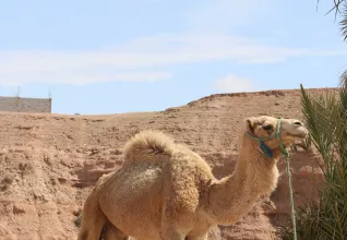 Dromadaire dans le désert à côté de Marrakech