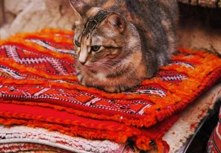 Chat sur des tapis dans un zouk à Marrakech