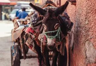 Mulet dans le centre de Marrakech