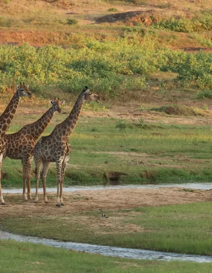 Girafes dans un parc national sud-africain