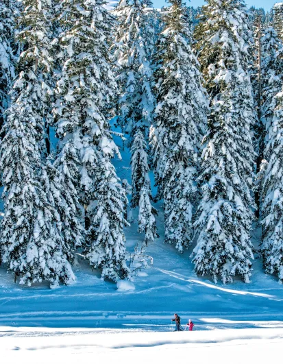 Montagne et forêt enneigées