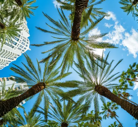 Palmiers sur Miami Beach