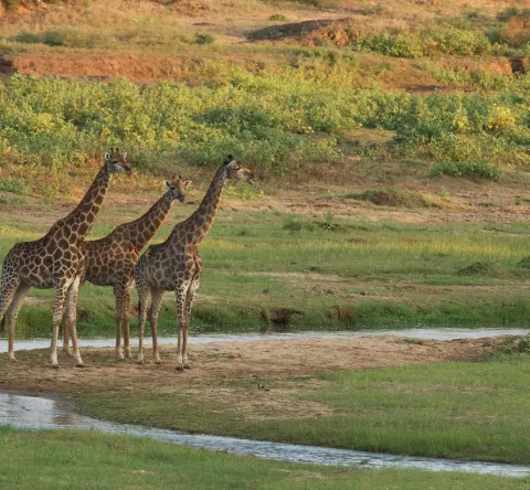 Girafes dans un parc national sud-africain