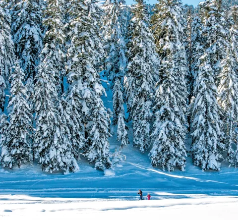 Montagne et forêt enneigées