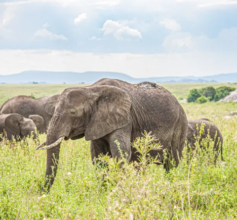 Éléphants dans un parc national en Tanzanie